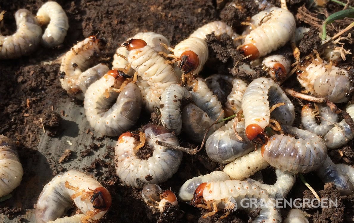 Gazonplagen2 • Gras en Groen Winkel