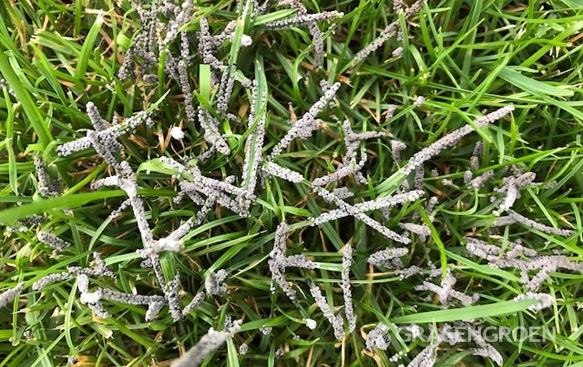 Gazonziekten1 • Gras en Groen Winkel