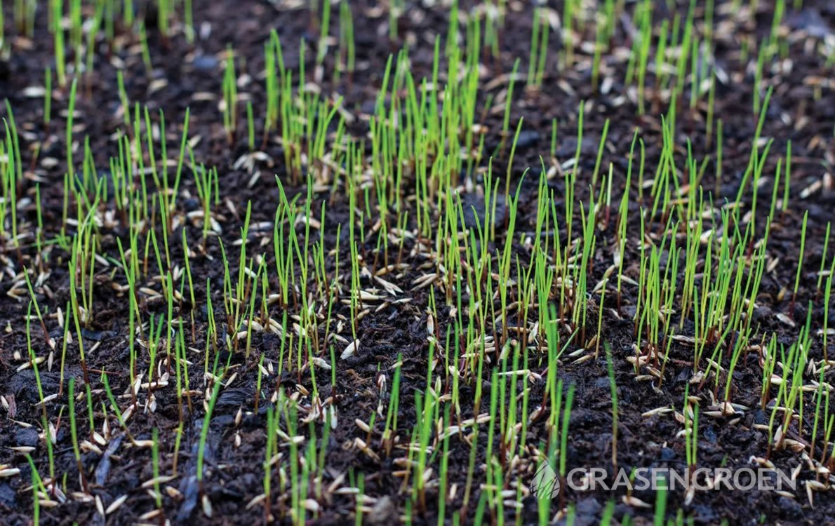 Gazonbijzaaien2 • Gras en Groen Winkel