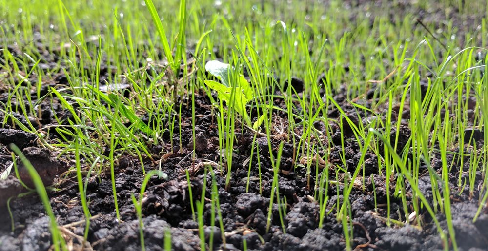 Graszaaien • Gras en Groen Winkel