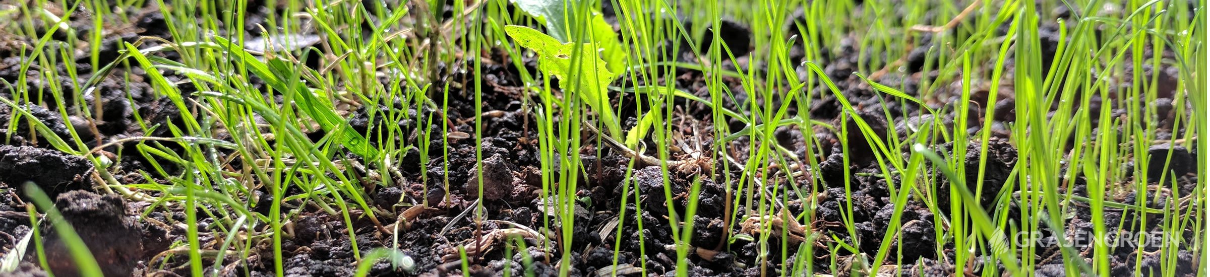 Graszaaien • Gras en Groen Winkel