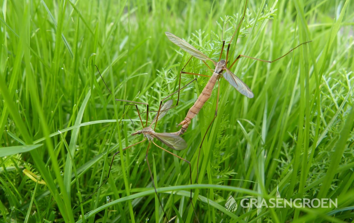 Emelten1 • Gras en Groen Winkel