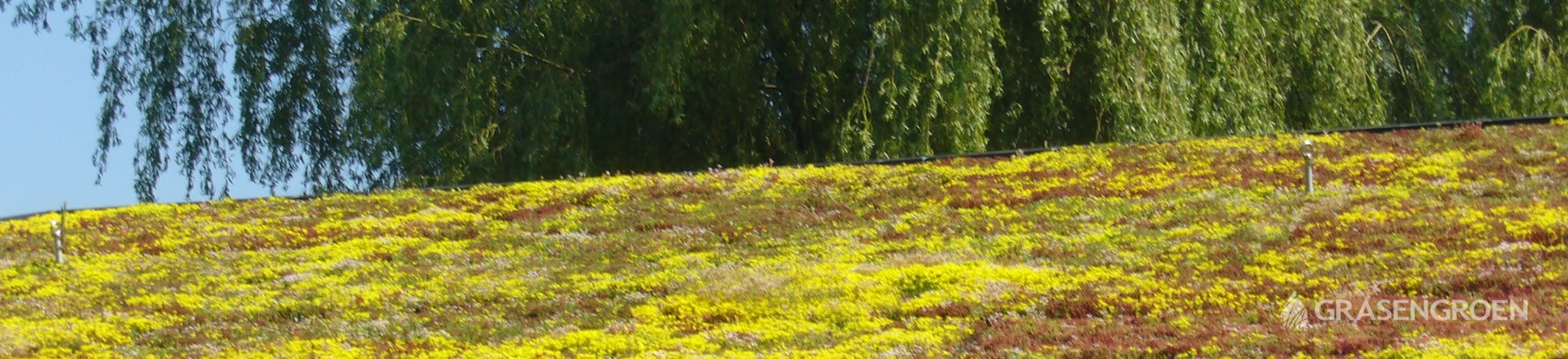 Groendakonderhouden • Gras en Groen Winkel