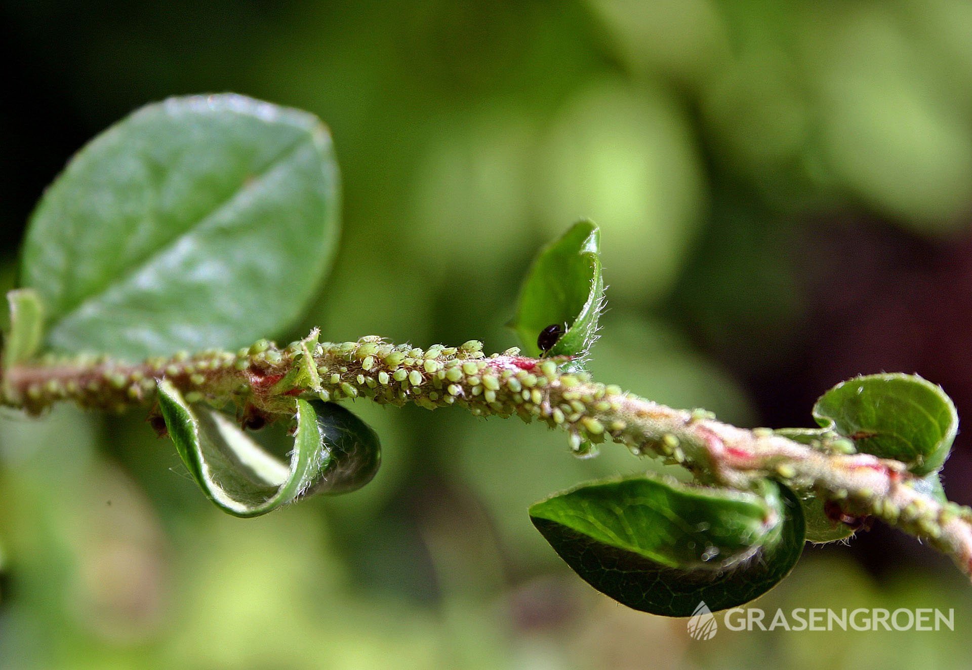 Bladluis3 • Gras en Groen Winkel