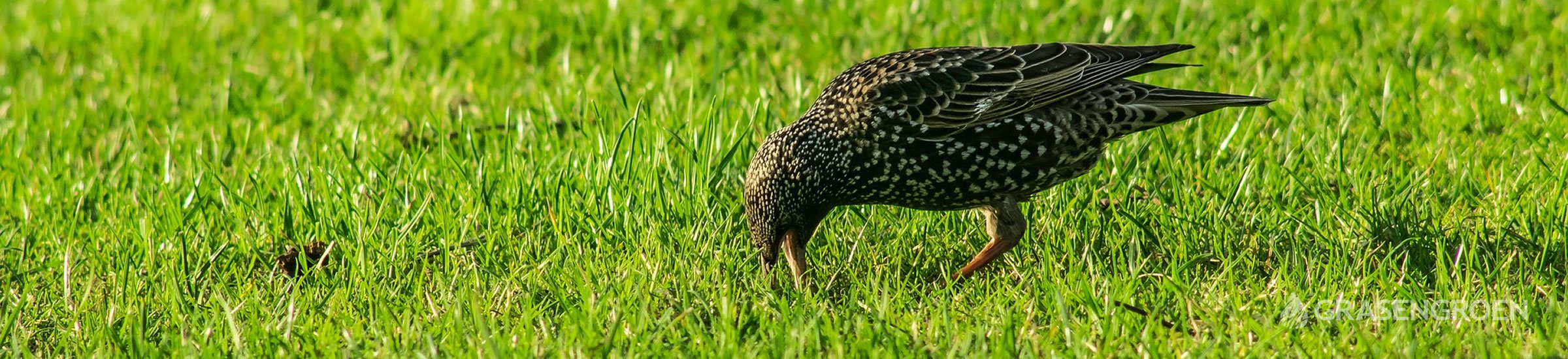 Engerlingenemelten • Gras en Groen Winkel