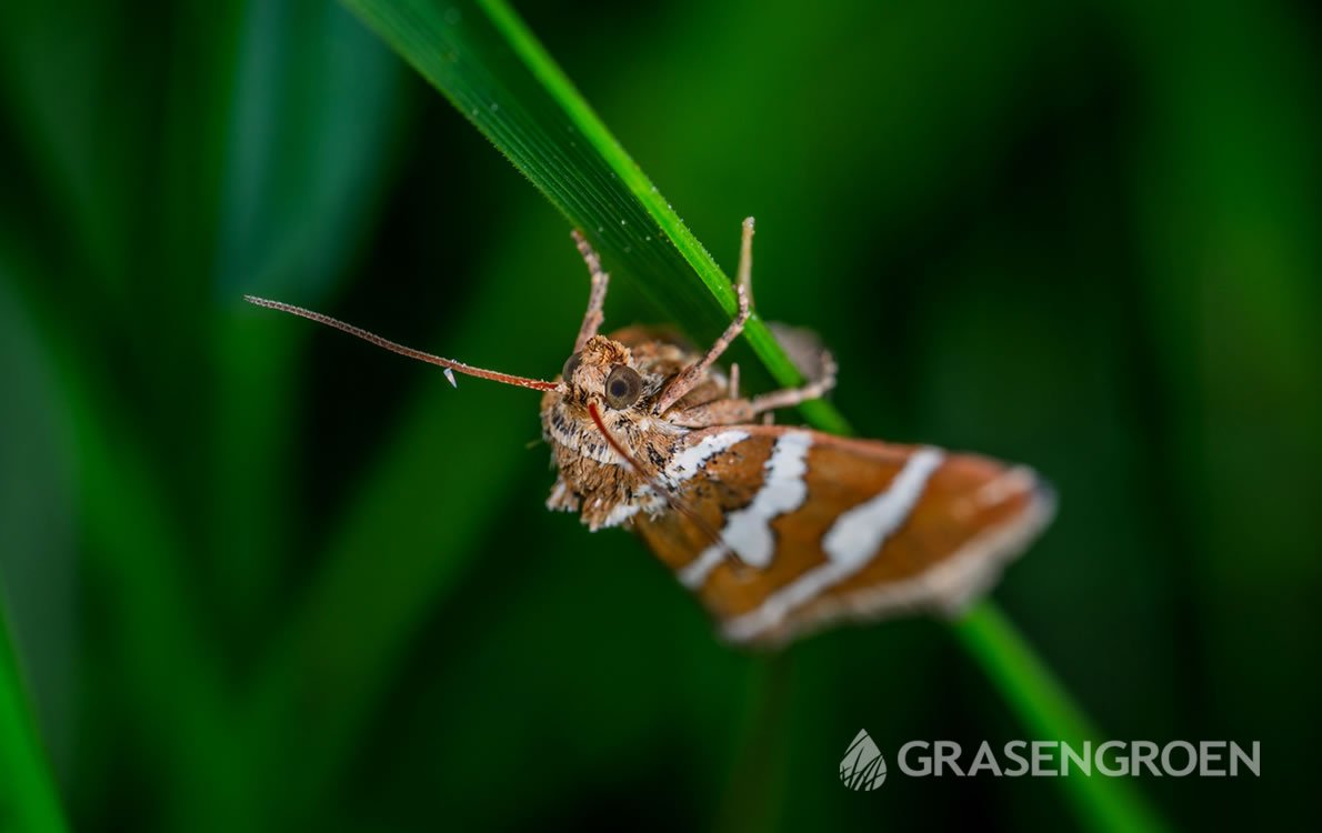 Wortelboorder4 • Gras en Groen Winkel