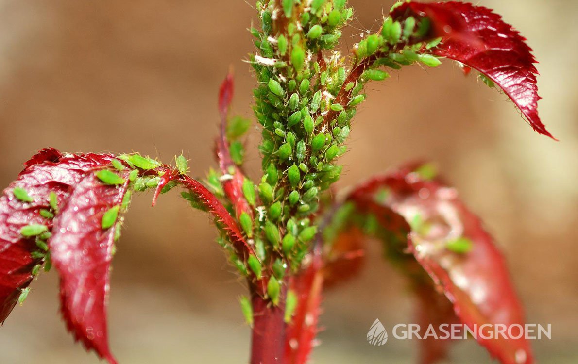 Bladluisbestrijden1 • Gras en Groen Winkel