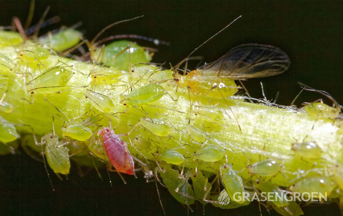 Bladluisbestrijden2 • Gras en Groen Winkel