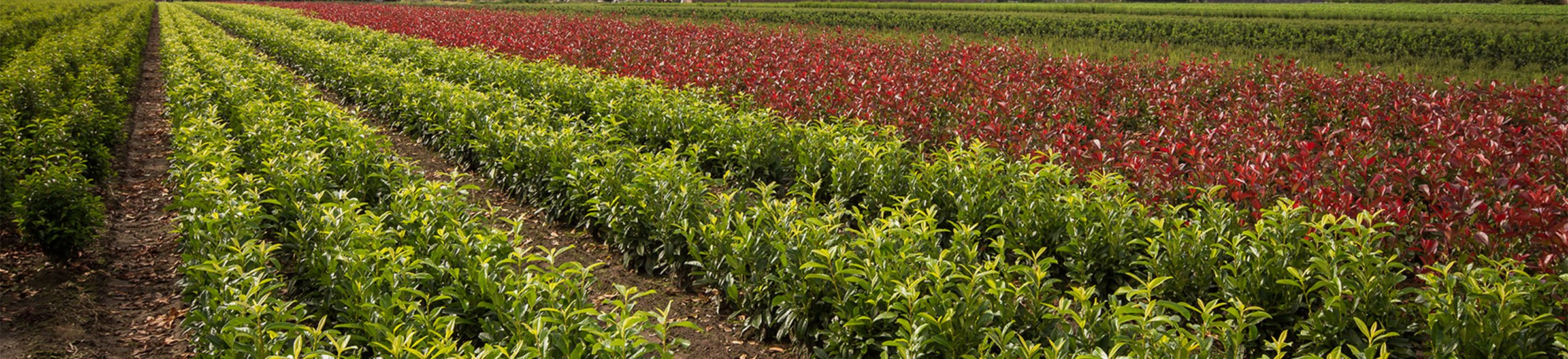 Merkentuinplanten • Gras en Groen Winkel